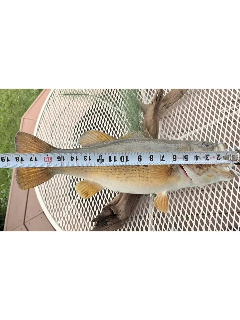 Nice Large Mouth Black Bass Taxidermy Fish 19” to 20” On Drift Wood